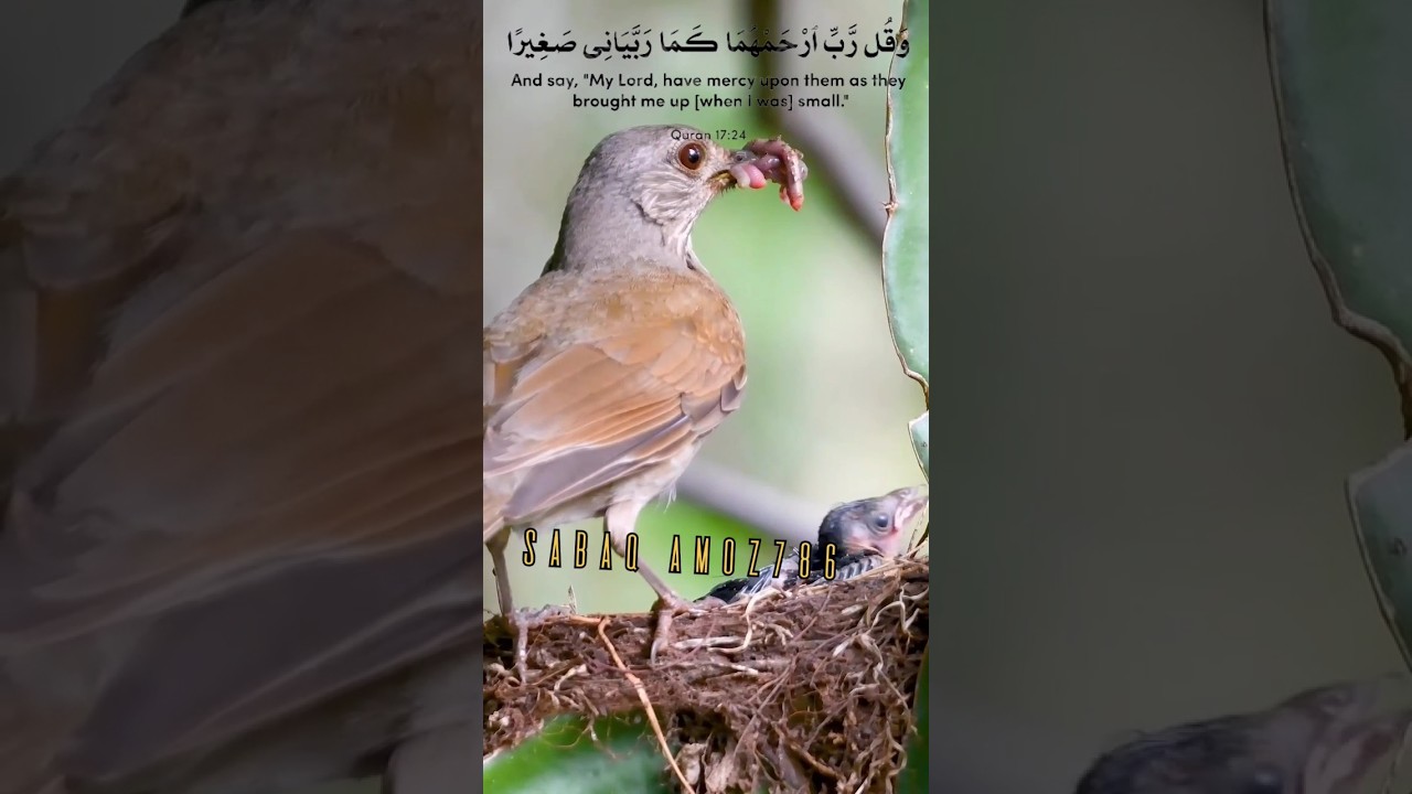 Quran recitation with Urdu English translation|special Dua for parents#youtubeshorts#ytshorts#shorts