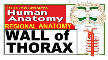 Chp14 | Wall of Thorax | Chest Wall | Thoracic Cage | Thoracic Wall | Dr Asif Lectures