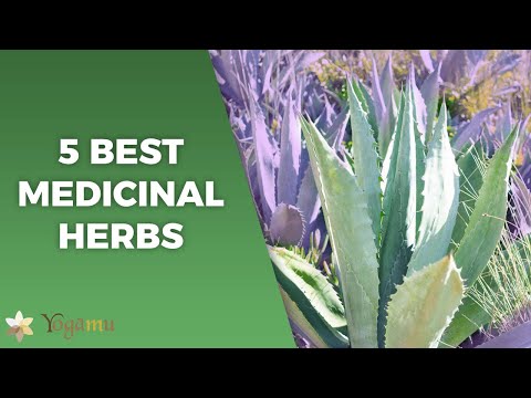 The 5 BEST Herbs For Improving Health & Wellness!