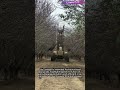 Advanced Mechanical Orchard Pruning #worker #process #farming #agriculture #orchard