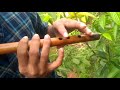 Madhu pole flute tutorial  (Dear comrade ) Mp3 Song