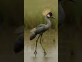Una fusión imposible 🧬 #shorts #viral #animales #fusion #animalfusion