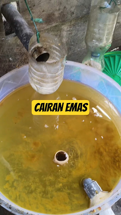 Minyak Nilam info harga bosku #pertanian #nilam #farming #petaninilam #minyaknilam #shortvideo #fyp