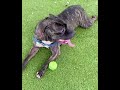 When You Love Fetch, but Are a Bit Out of Shape🥔 Adopt Bryony from Austin Animal Center🧡