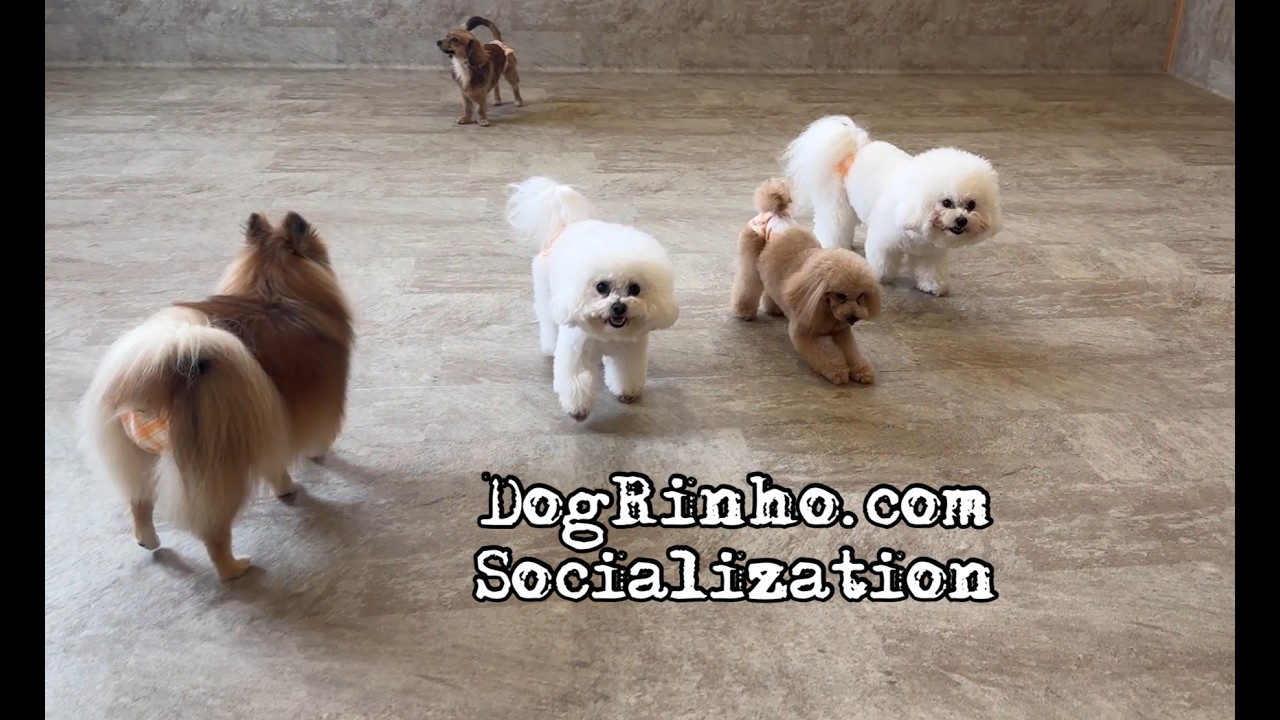 Dog daycare in Japan DogRinho 犬の保育園　20260217