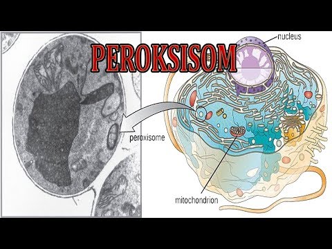 Video: Peranan Pengaktif Gamma Reseptor Peroksisom Yang Diaktifkan Oleh Peroksisom 1-alfa (PGC-1α) Dalam Atrofi Yang Disebabkan Oleh Penyusutan Pada Otot Berumur: Fakta Dan Hipotesis