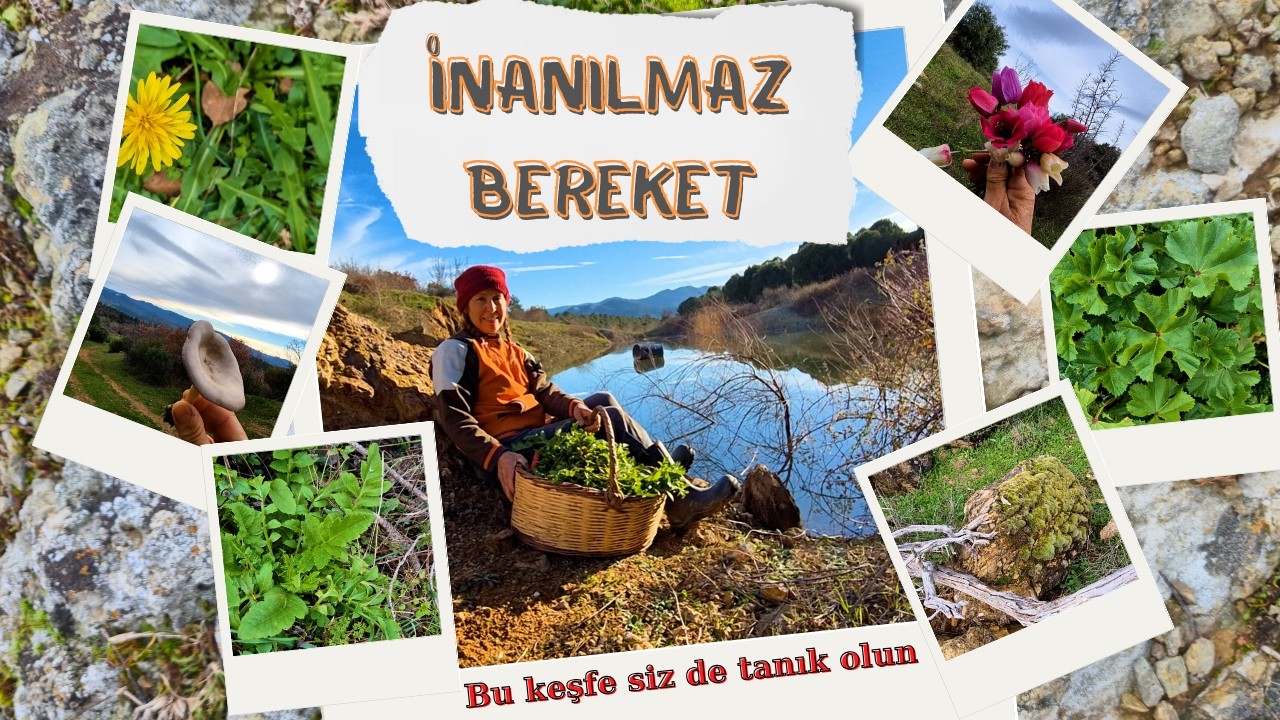 Ormanda Ot Keşfi: Mantar Bolluğuna Denk Geldik! 🍄 Gölümüz Sonunda Dolmuş 🌊