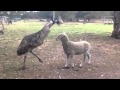 Emu vs sheep