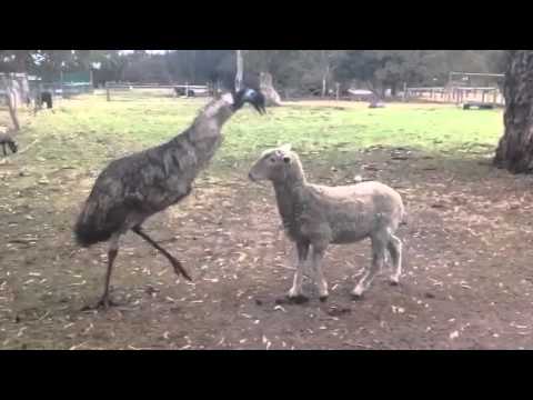 Download Emu vs Sheep