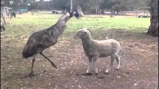 Emu vs Sheep
