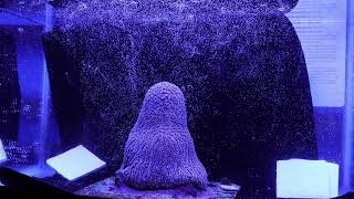 Groundbreaking Coral Cryopreservation Work to Preserve Endangered Corals
