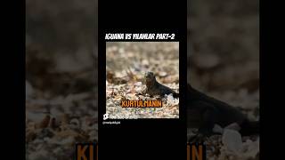 Yılan Adasının Bahtsız Bedevisi İguana Belgeseli