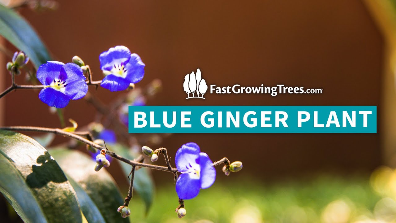 Blue Ginger Plant YouTube Video Banner