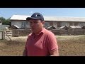 Опыт фермера Евгения Андриенко по разведению свиней порды Венгерская мангалица
