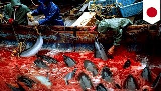Japan dolphins slaughter: More than 200 dolphins to be killed at Taiji cove