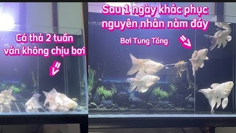 Chút Kinh Nghiệm Cho Người Mới Chơi Cá Koi + Chép Sư Tử Giúp Cá Nhanh Dạng Người.Hồ A Thao Ở Hà Nội