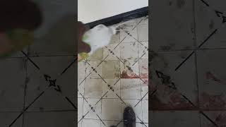 como quitar manchas de un piso 😱 #funny #yotubeshort #limpieza #hogar