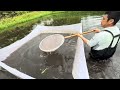 【災害級】ヤバい事が!白い神々しい個体?#錦鯉#koifish #塩田養鯉場