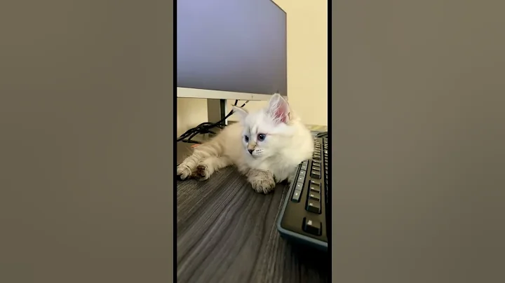 Watch the video about Siberian kittens chillin with blue eyes #siberian #cat #fy #kitten #pet #floof