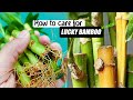 How to care for Lucky bamboo in water