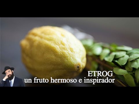 Vídeo: Què és un etrog en anglès?