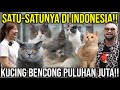 SATU-SATUNYA DI INDONESIA!! KUCING BENCONG PULUHAN JUTA!! RARAMAO #Audreykingofthejungle #indoexotic