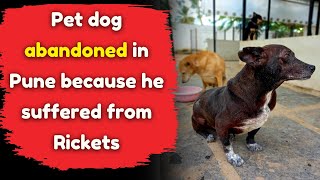 Pet dog abandoned in Pune because he had Rickets