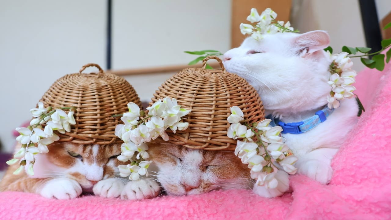 ニセアカシアの花 のせ猫 260621 - YouTube