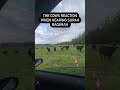 Cows REACT To Quran Cows REACT To Quran