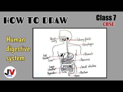 Update 128+ digestive system drawing easy best