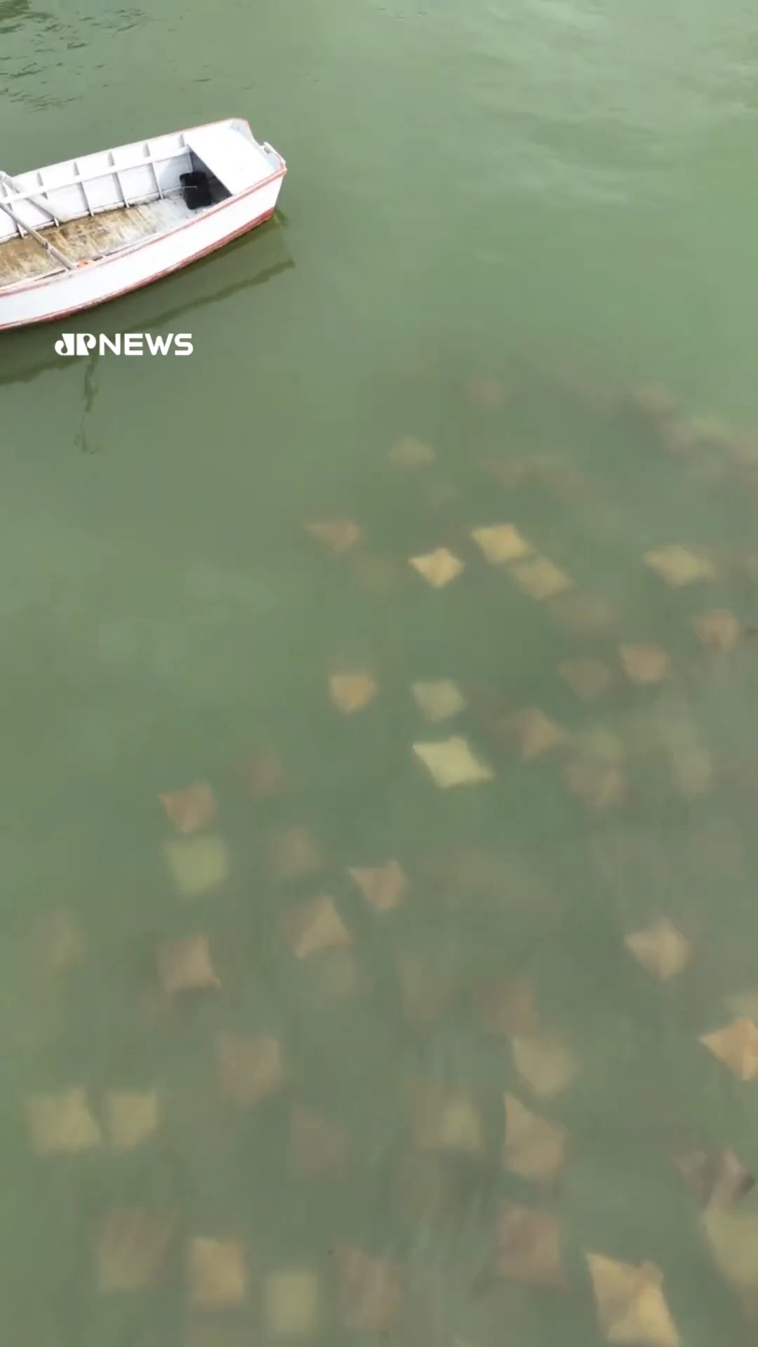 Cardume de raias é flagrado em praia no estado de Santa Catarina #Shorts