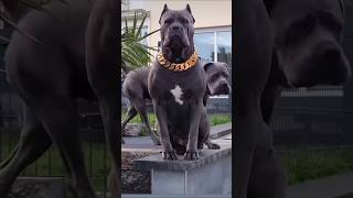 Top 5 Most Powerful Dogs in the World 🐶💪