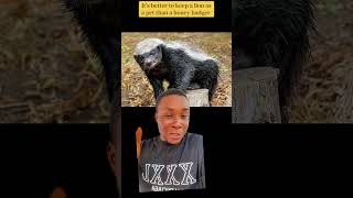 Verydarkman will soon know why no one keeps honey badger as a pet