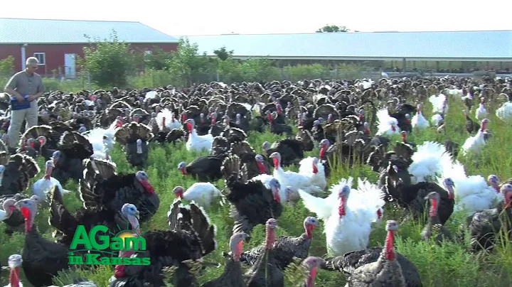 Frank Reese - Good Shepard Turkey Ranch