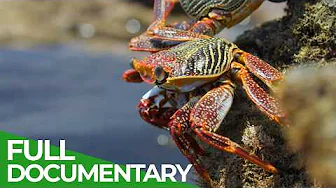 Wild Brazil – Secrets of the Paradise Coast | Free Documentary Nature