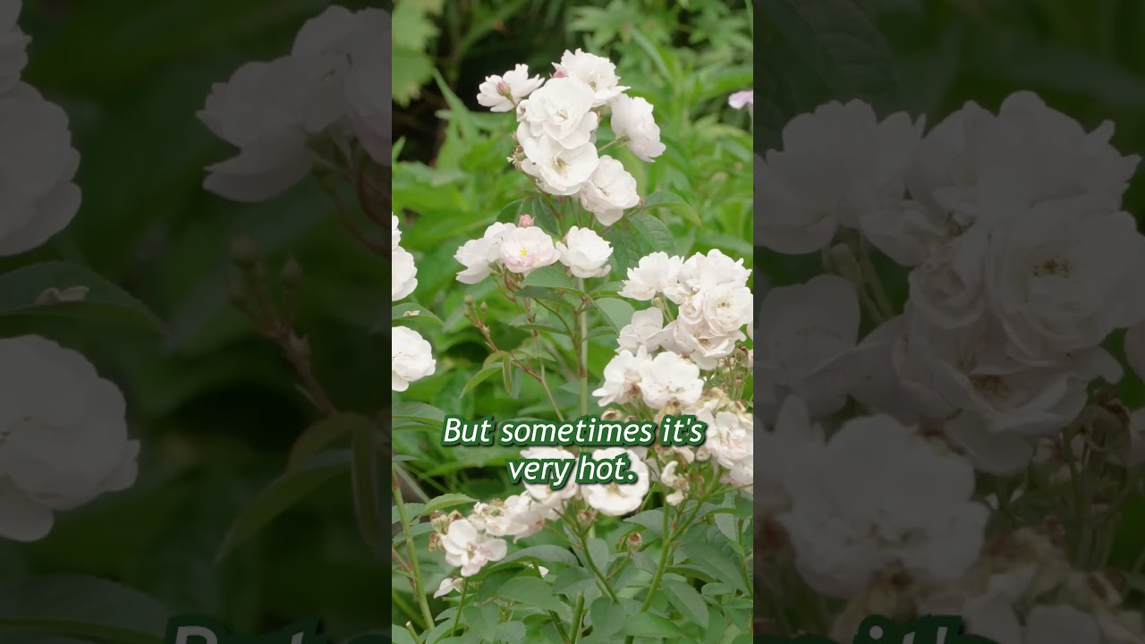 I love gardening #gardening #garden #gardener