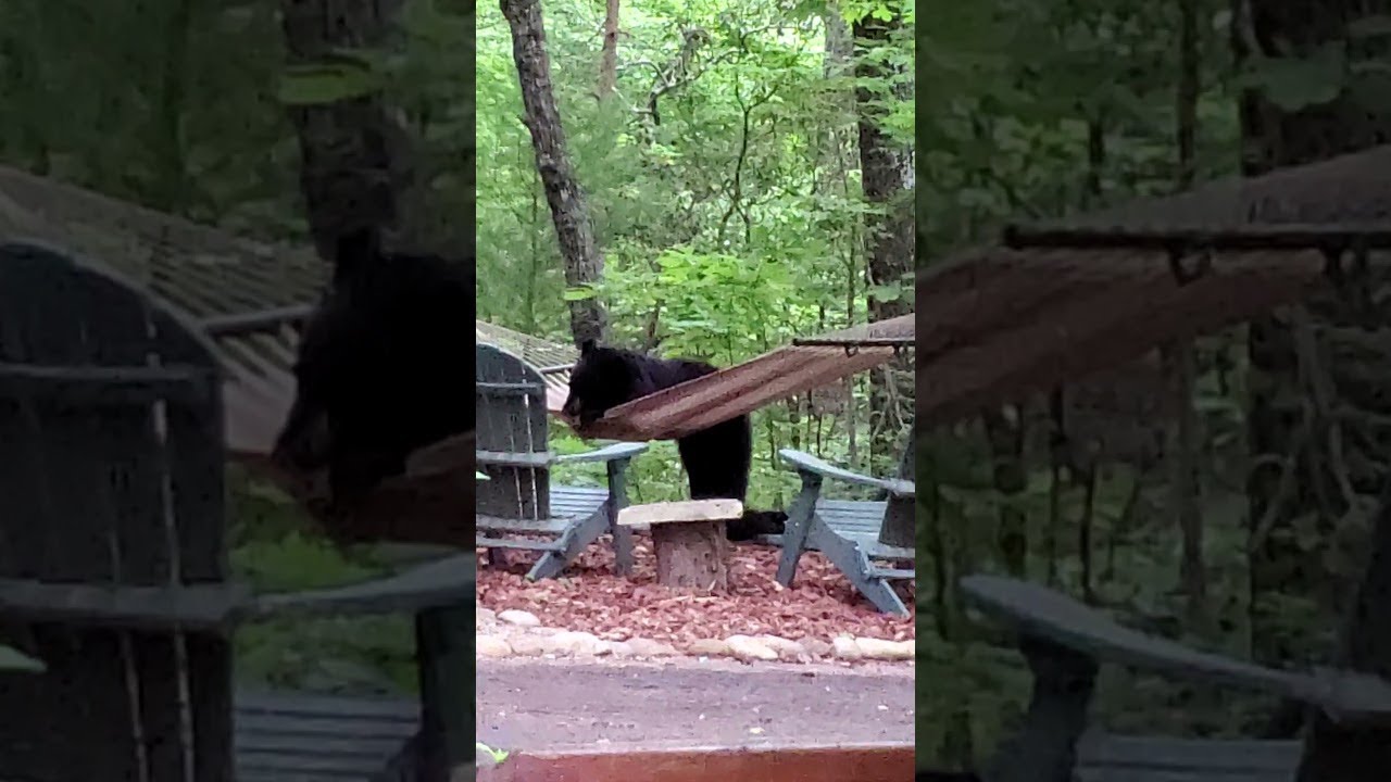 Mama Bear and Her Cubs Play on Hammock || ViralHog - YouTube