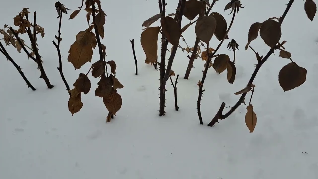 Троянди померзли не витримали -25