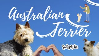 The Australian Terrier: A Spirited Companion and Skilled Hunter