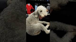 Bedlington Terrier