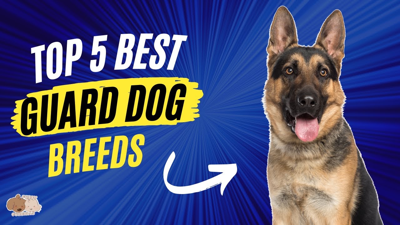 Top 5 Best Guard Dog Breeds Top Guard Dogs for a Family YouTube