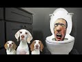 Skibidi toilet in real life surprises dogs funny dogs maymo  penny take on skibidi toilet man