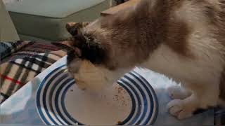 Apparently cat likes ginger biscuit crumbs by Cookie the Calico 5,807 views 2 years ago 42 seconds