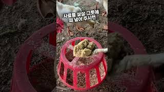 닭사료 가장 맛있게 만드는 방법