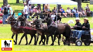 Four-Up Mule Wagon Races - What About Bob Chuckwagon Races 2022 |  Saturday