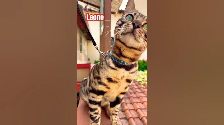 Watch the video about GattoBengala🐈#shorts #cat #bengals #kitten #animals #pets #tiger #music #newmusic #vocal #song