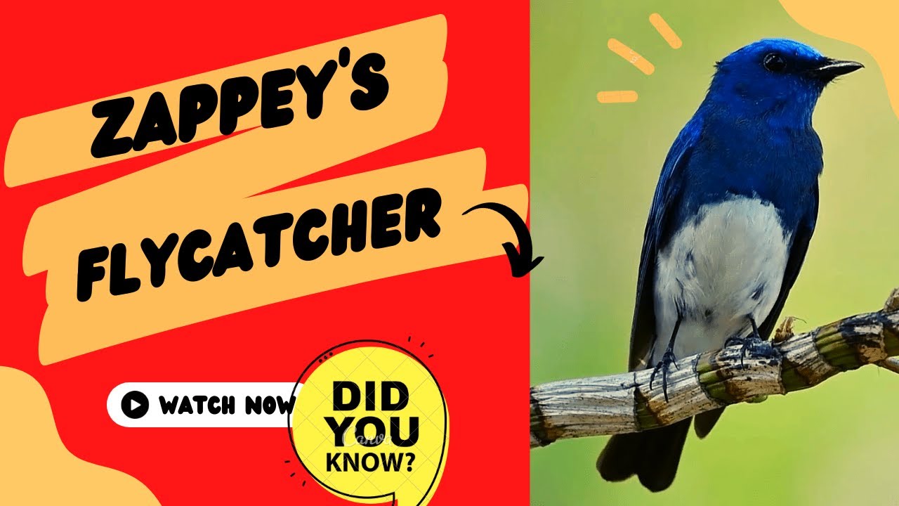Zappey's flycatcher facts