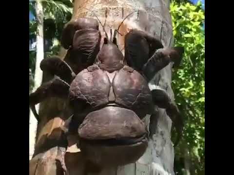 Devasa Palmiye Yengeci