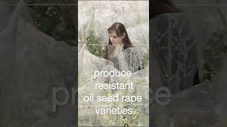 Preventing cabbage stem flea beetle infestation | KWS World of Farming @kws_group