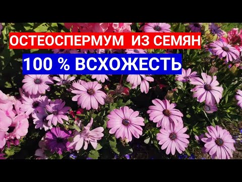 НЕ ГАДАЙТЕ, СЕЙТЕ РОМАШКУ ОСТЕОСПЕРМУМ НА РАССАДУ! КАК ВЫРАСТИТЬ ОСТЕОСПЕРМУМ ИЗ СЕМЯН